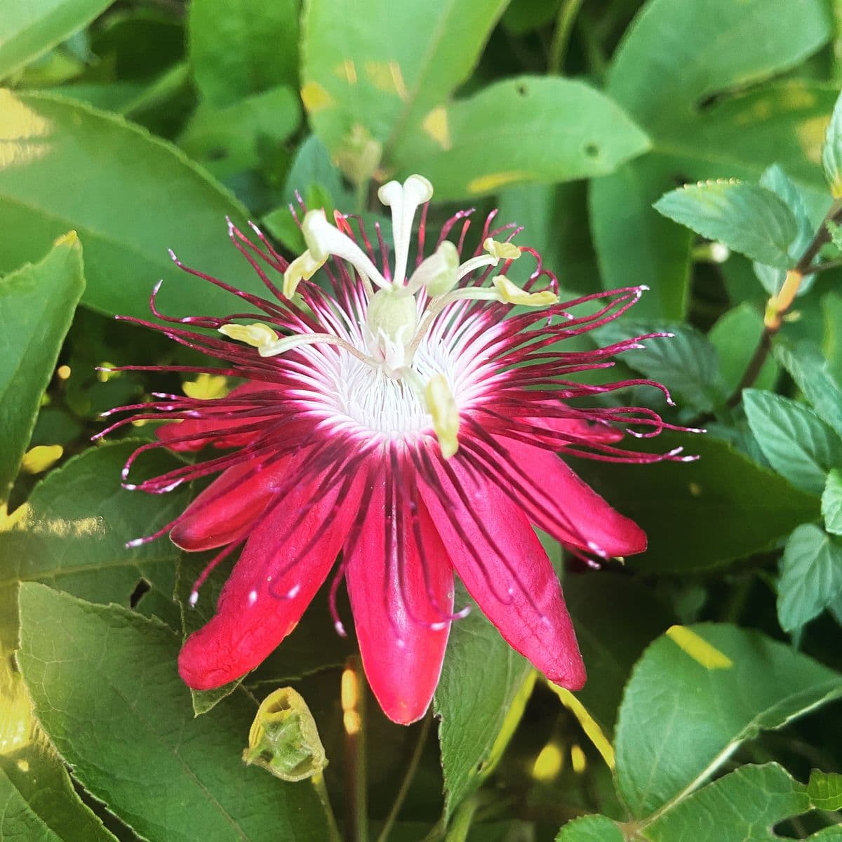 Wildland Gardens