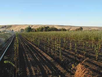 Wildlands Inc Nursery