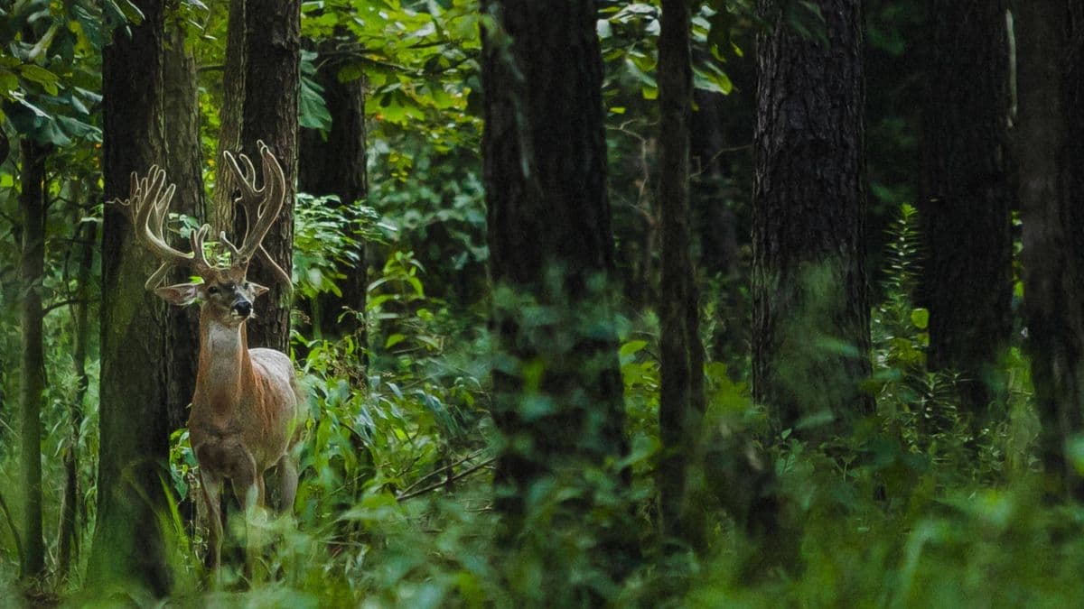 Wildtree Wildlife Nursery - Trees For Deer & Wildlife