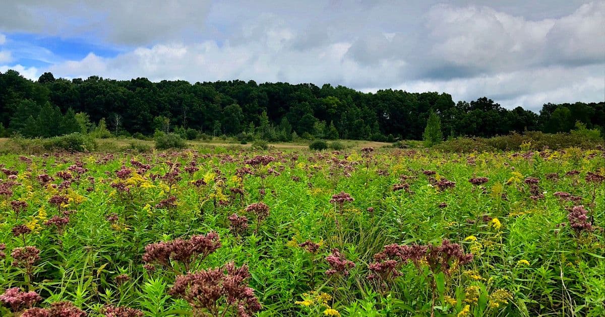 Wildtype Native Plant Nursery