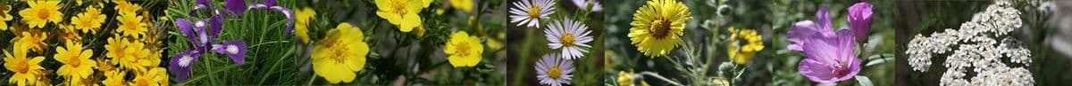 Willamette Wildlings - Native Plant Nursery