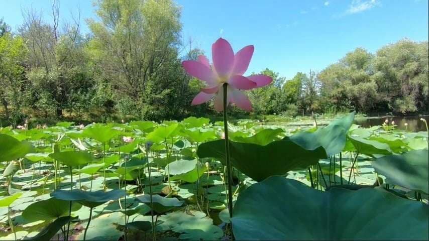 William Tricker Inc. Water Garden Store