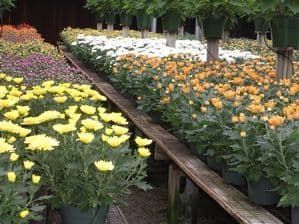 Williams Plant Farm