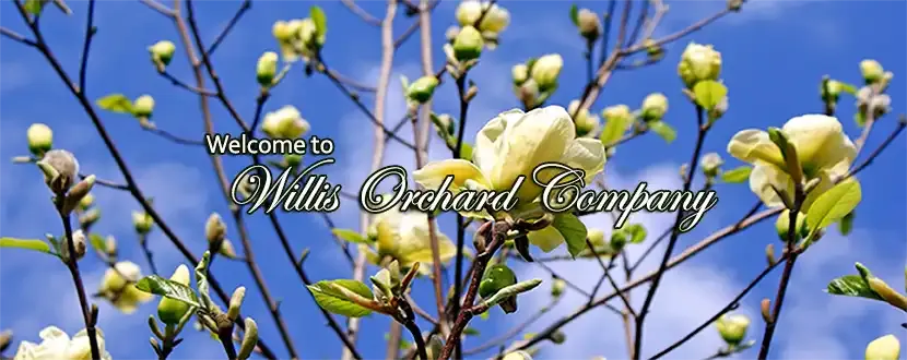 Willis Orchard Company