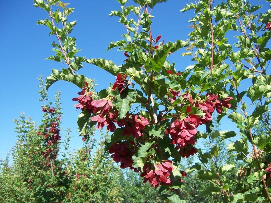 Willow Creek Wholesale Nursery