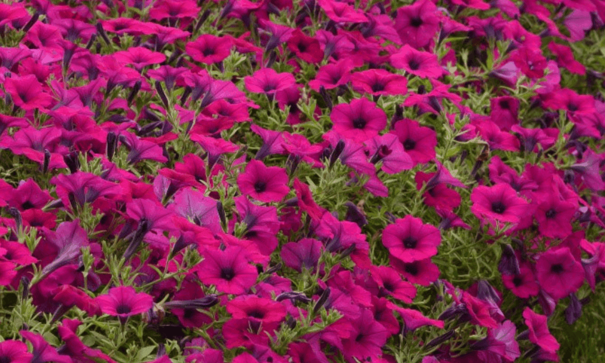 Wilmore Nursery Garden Center