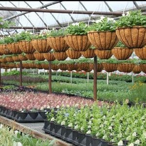 Wilson Nursery