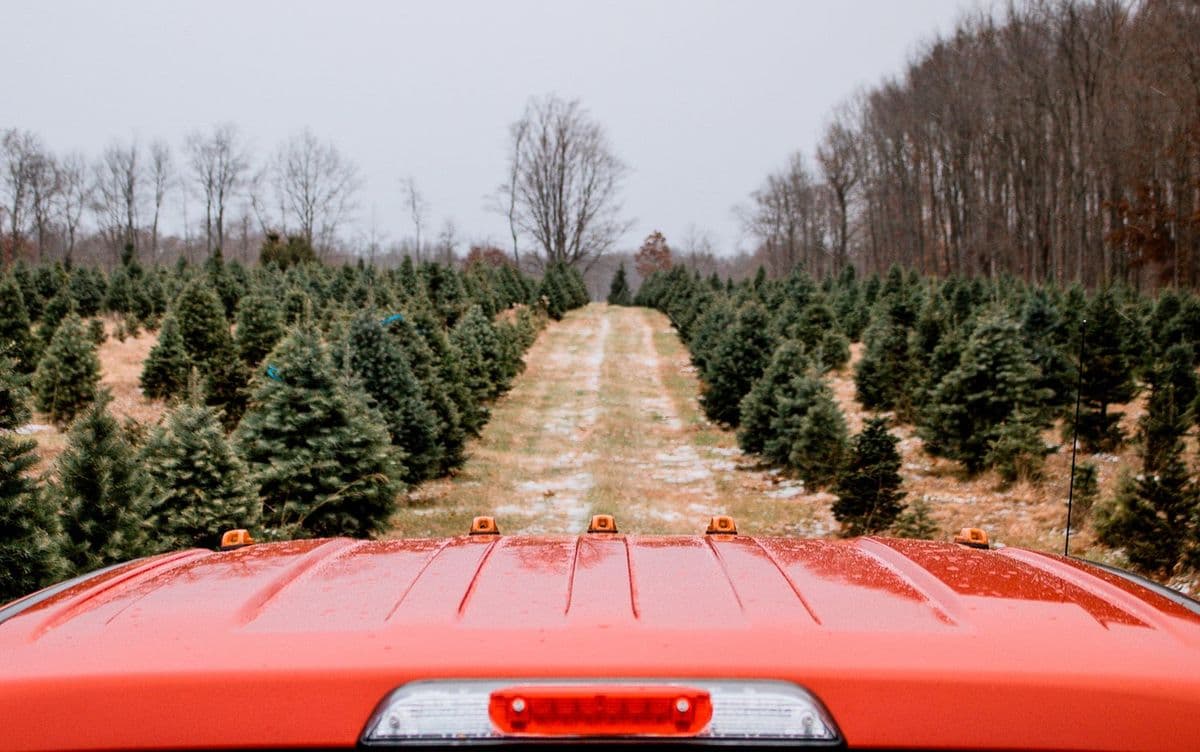 Wilson's Tannenbaum Farm