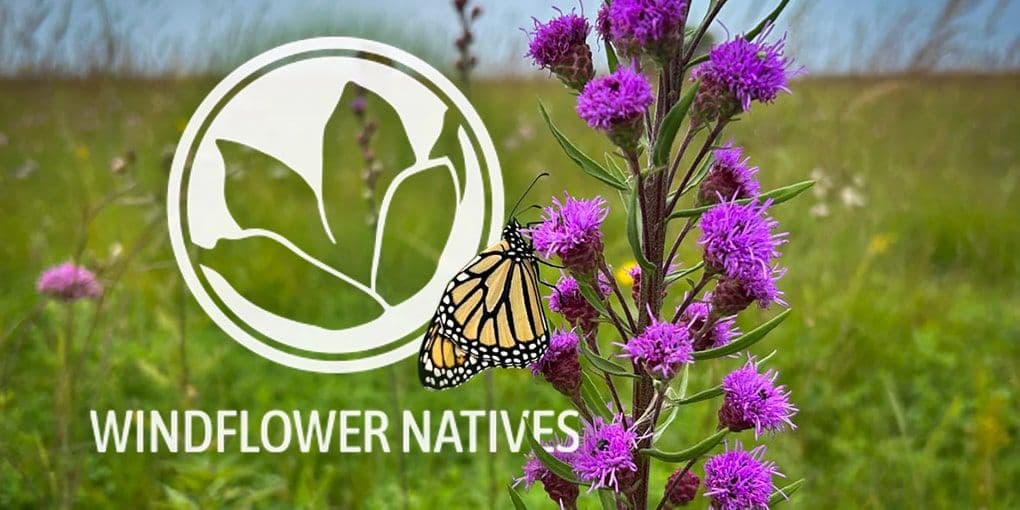 Windflower Natives