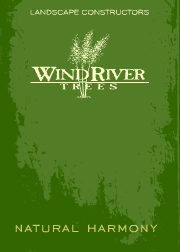 Windriver Trees