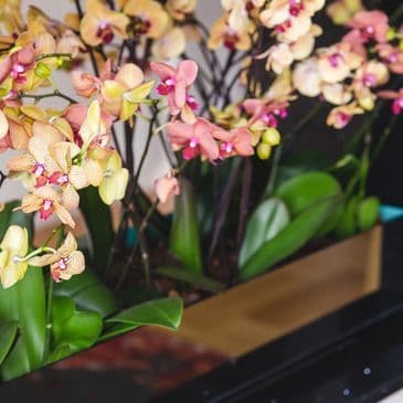 Windswept in Time Orchids