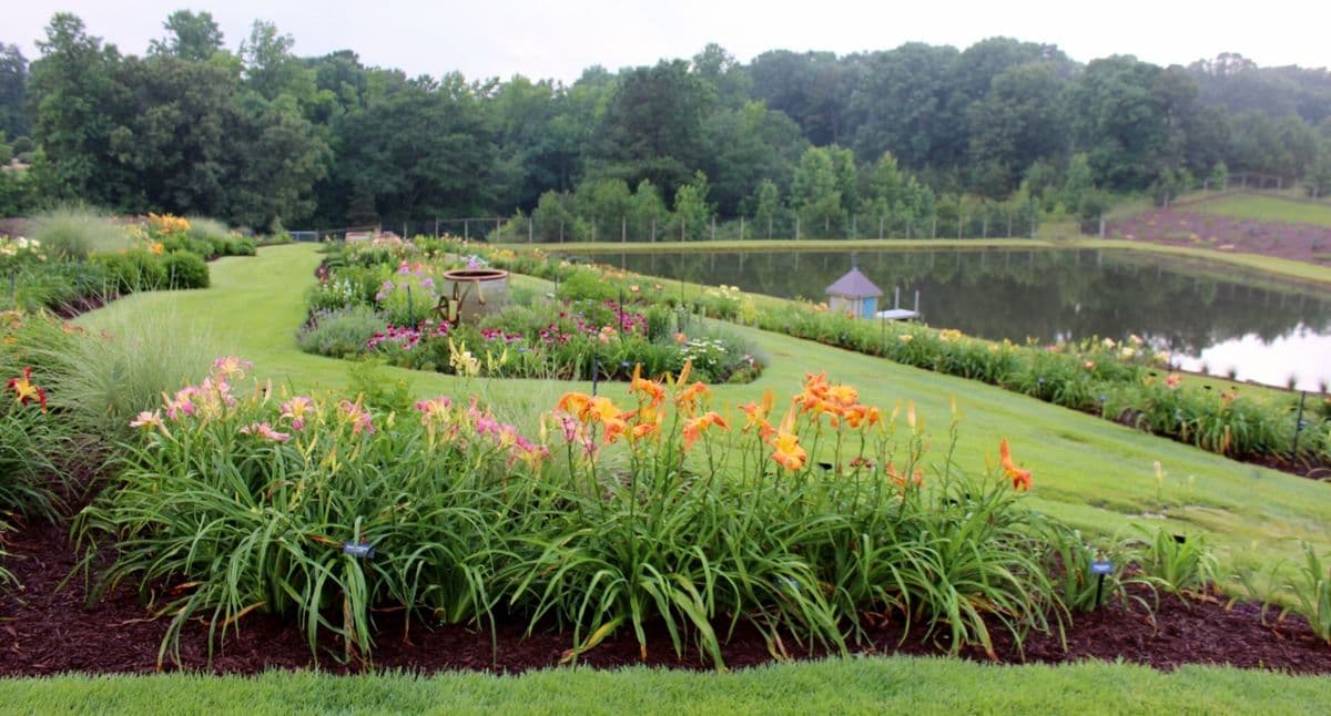 Windyhill Daylily Garden