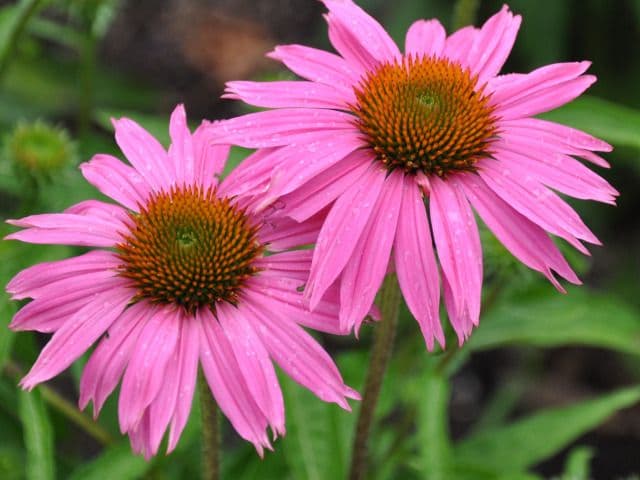 Winesett Nursery and Landscaping