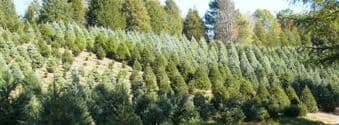 Wintergreen Farm