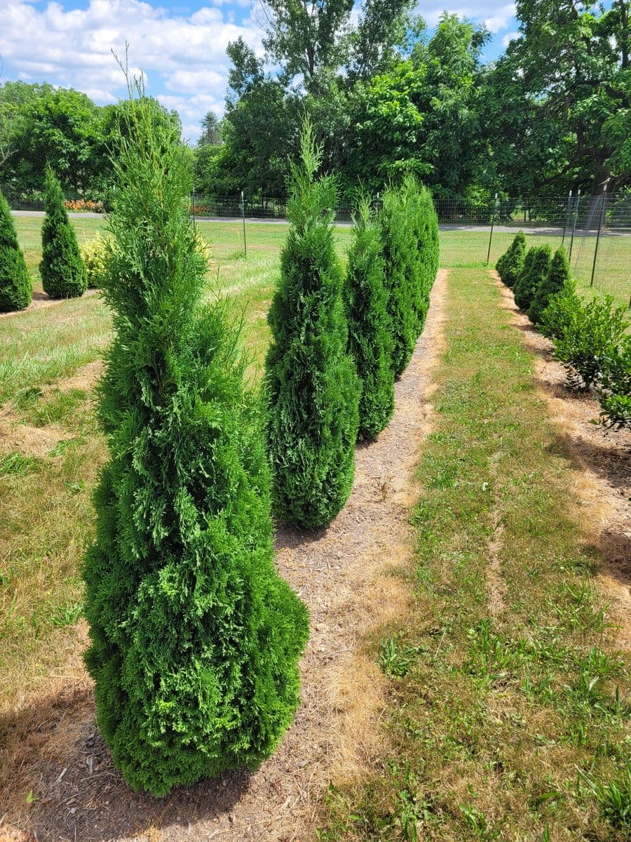 Winters Nursery