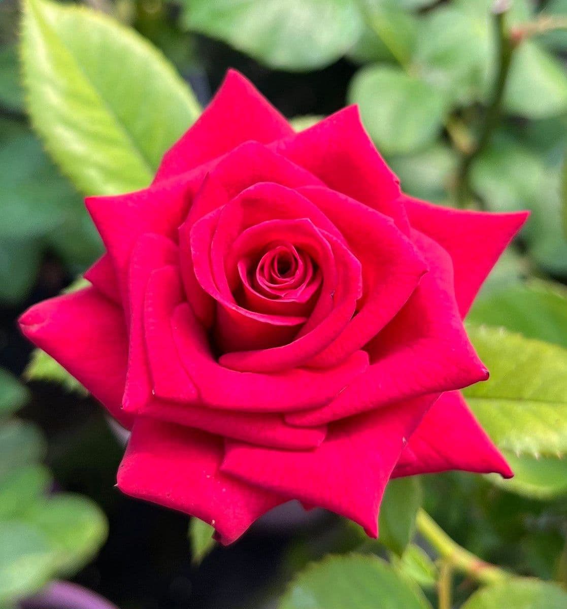 Wisconsin Roses