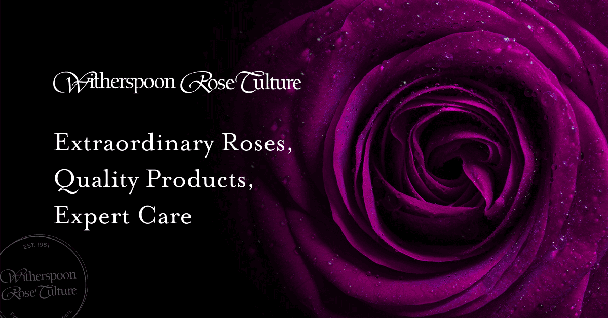 Witherspoon Rose Culture