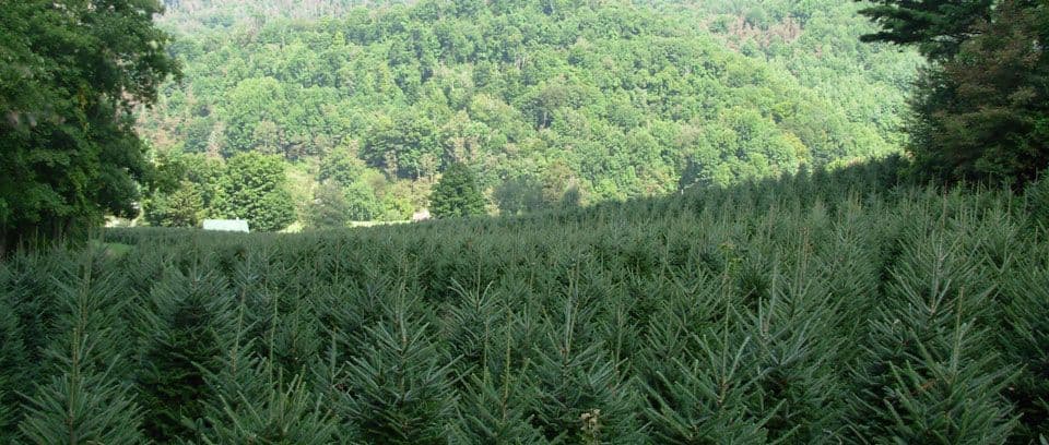 Wolf Creek Tree Farm