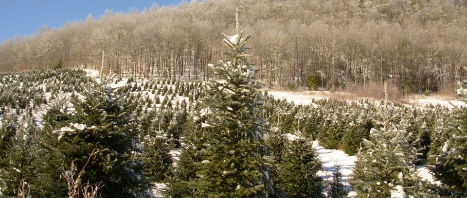 Wolf Creek Tree Farm & Nursery, Inc.