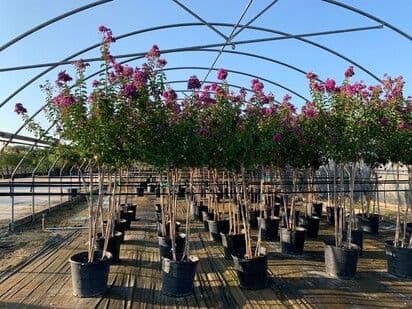 Wolfe Nursery Direct