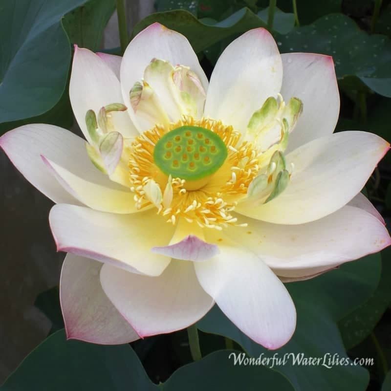 Wonderful Water Lilies
