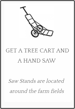 Wonderland Christmas Tree Farm