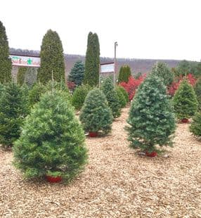 Woods & Things Tree Farm