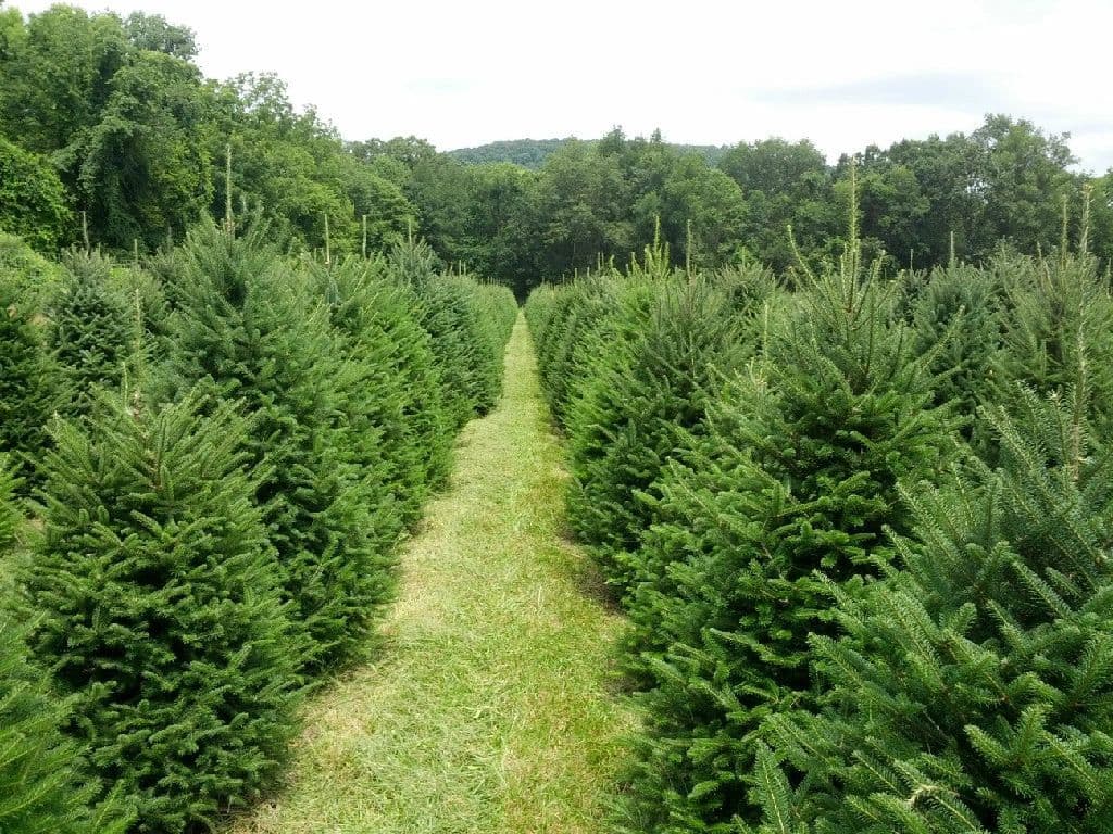 Woodsedge Tree Farm