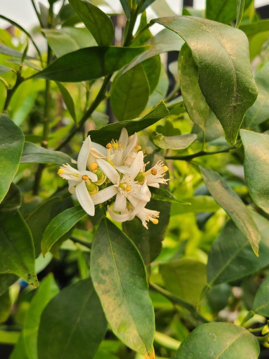 Yamagami's Garden Center