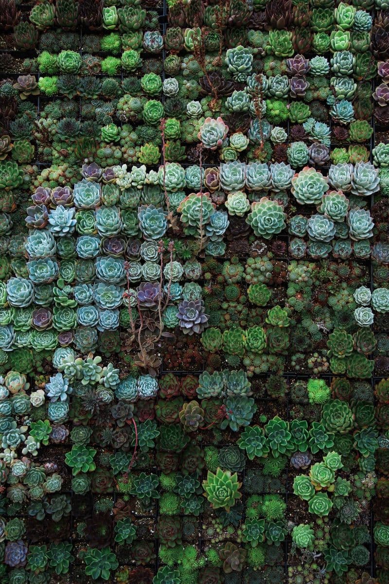 Yaquina Nursery, Cactus & Succulents