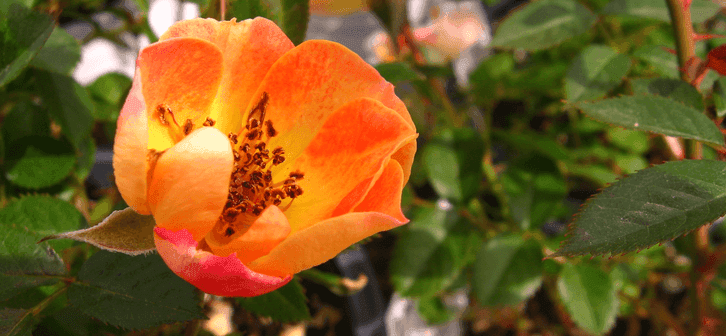 Yellow River Gardens