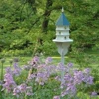 Young's Perennials