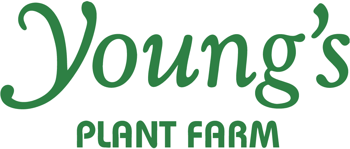 Young's Plant Farm