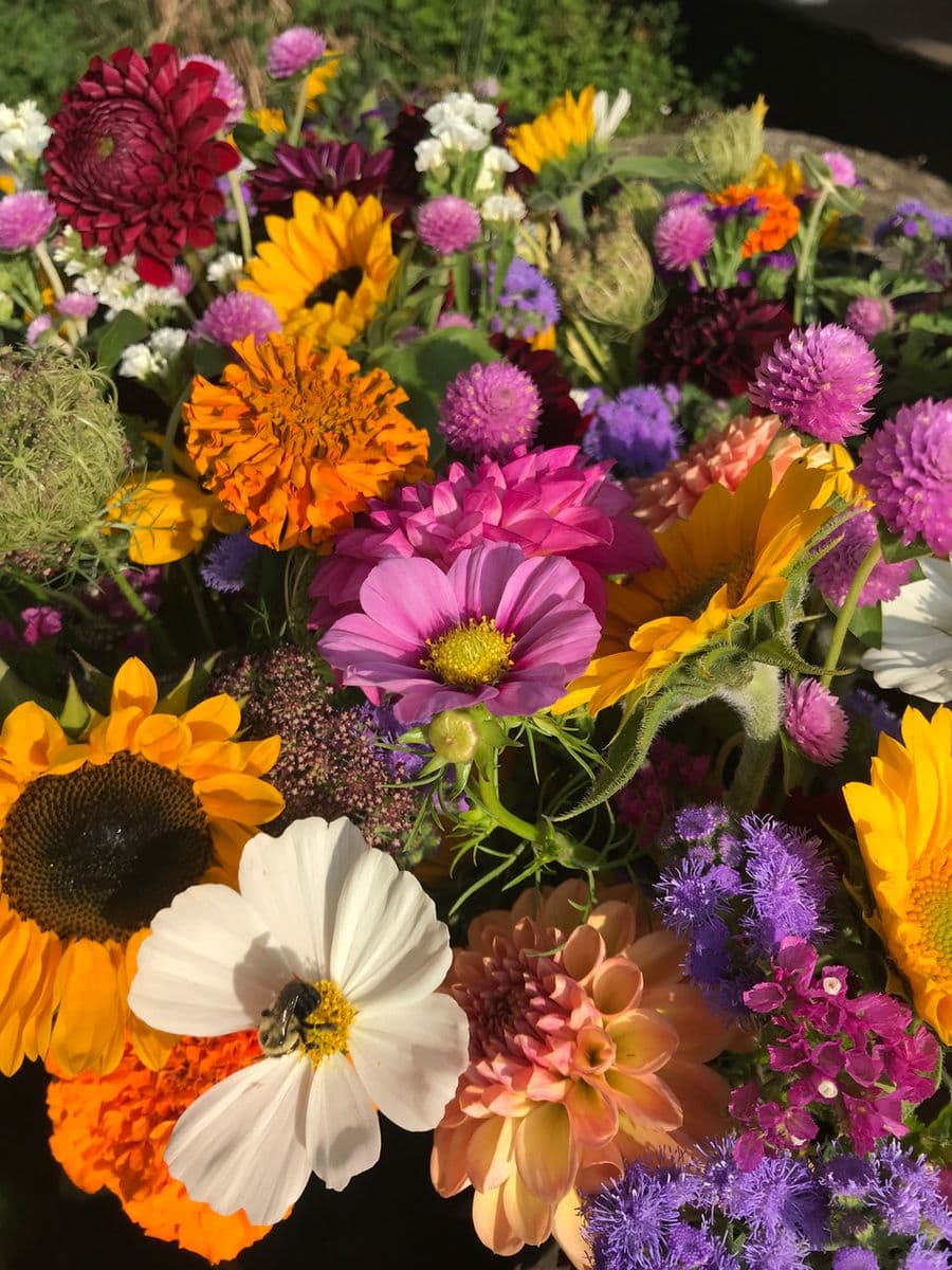 Your Neighbor's Flowers
