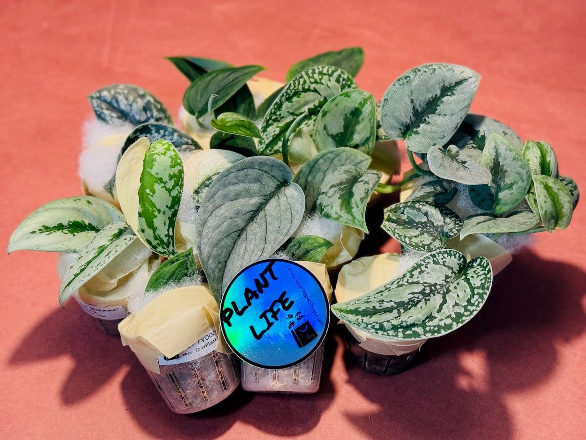 Your Plant Shop