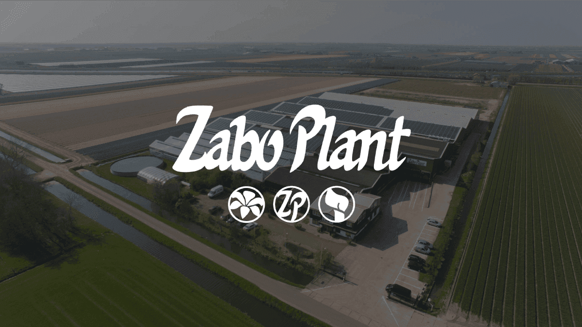 Zabo Plant Inc