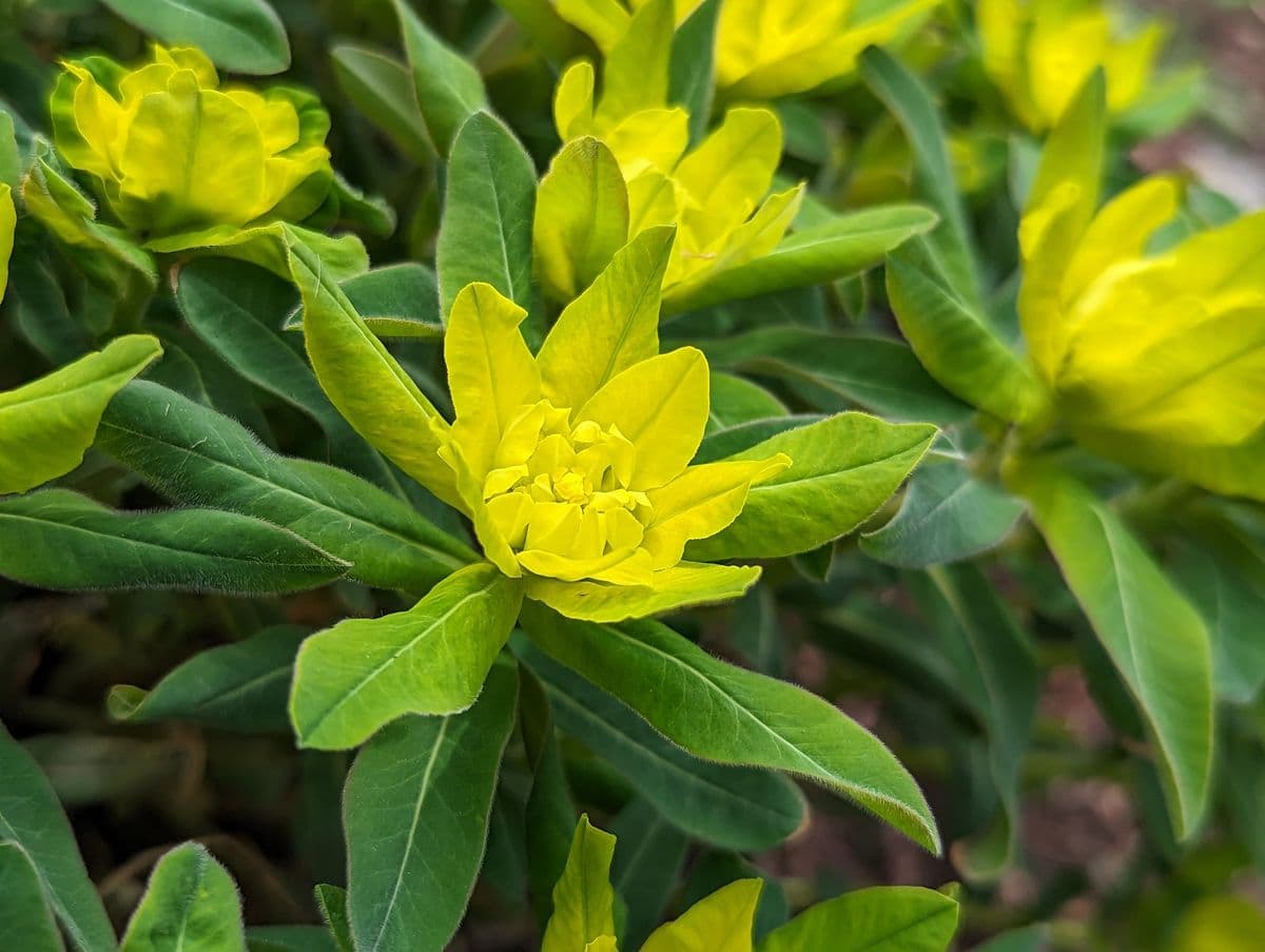 Zelda's Home and Garden