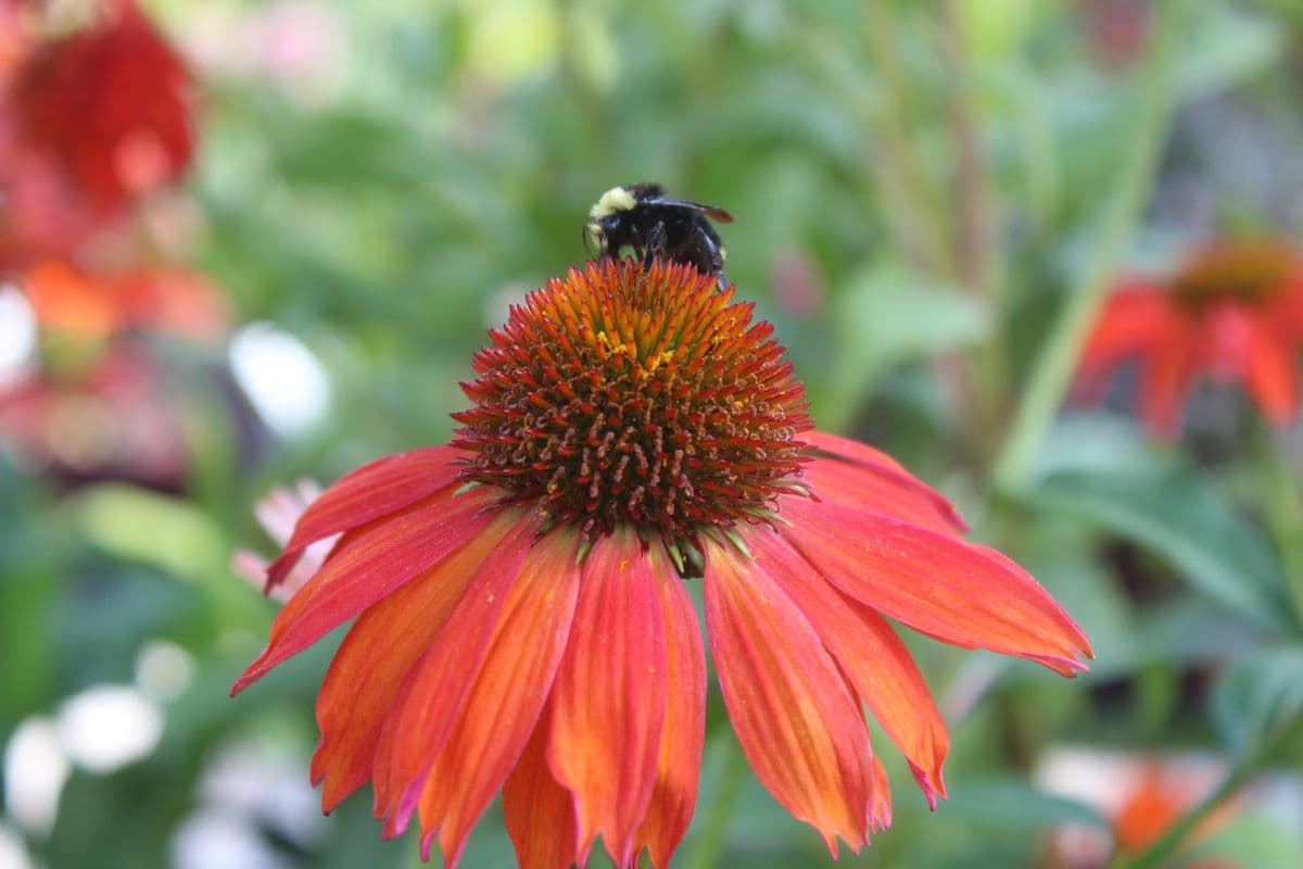 Zenith Holland Nursery