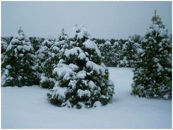 Zuni Tree & Alpaca Farm