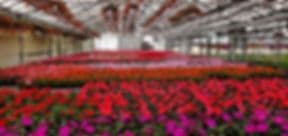 Zywicki Greenhouses Inc