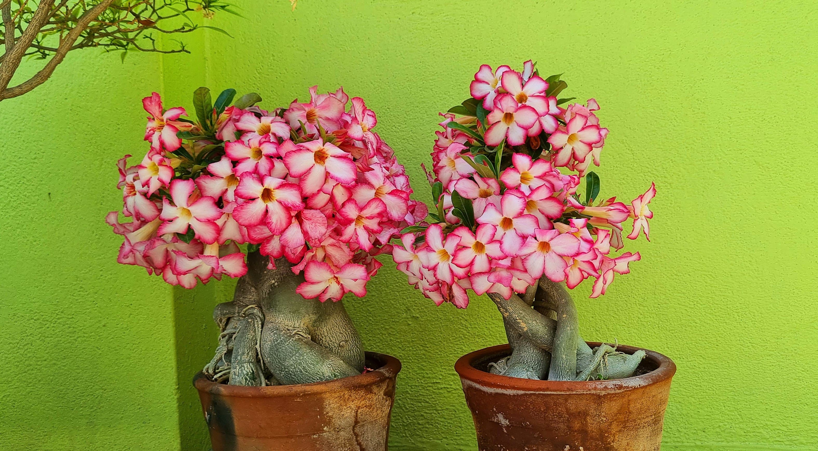 Adenium obesum