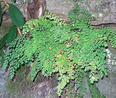 Adiantum aethiopicum