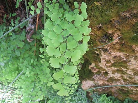 Adiantum capillus-veneris
