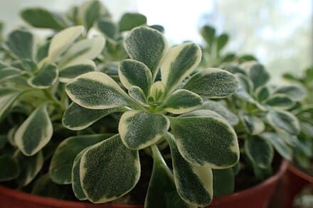 Aichryson × aizoides