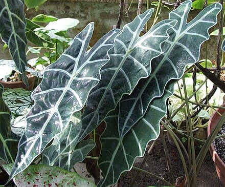 Alocasia × mortfontanensis