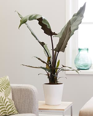 Alocasia lauterbachiana