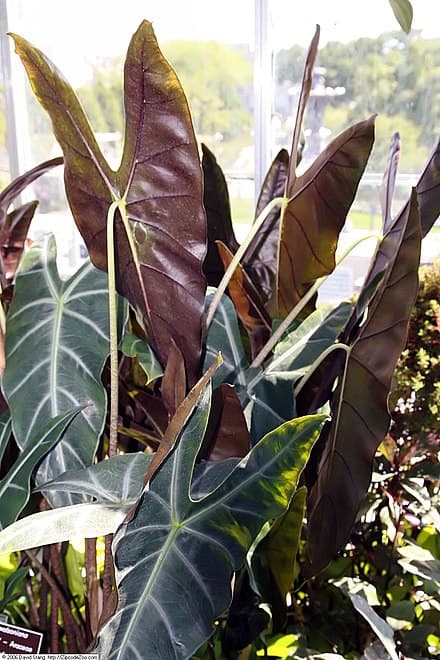 Alocasia longiloba