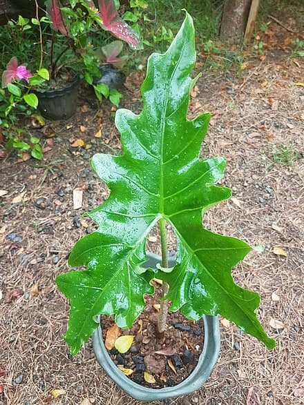 Alocasia nycteris