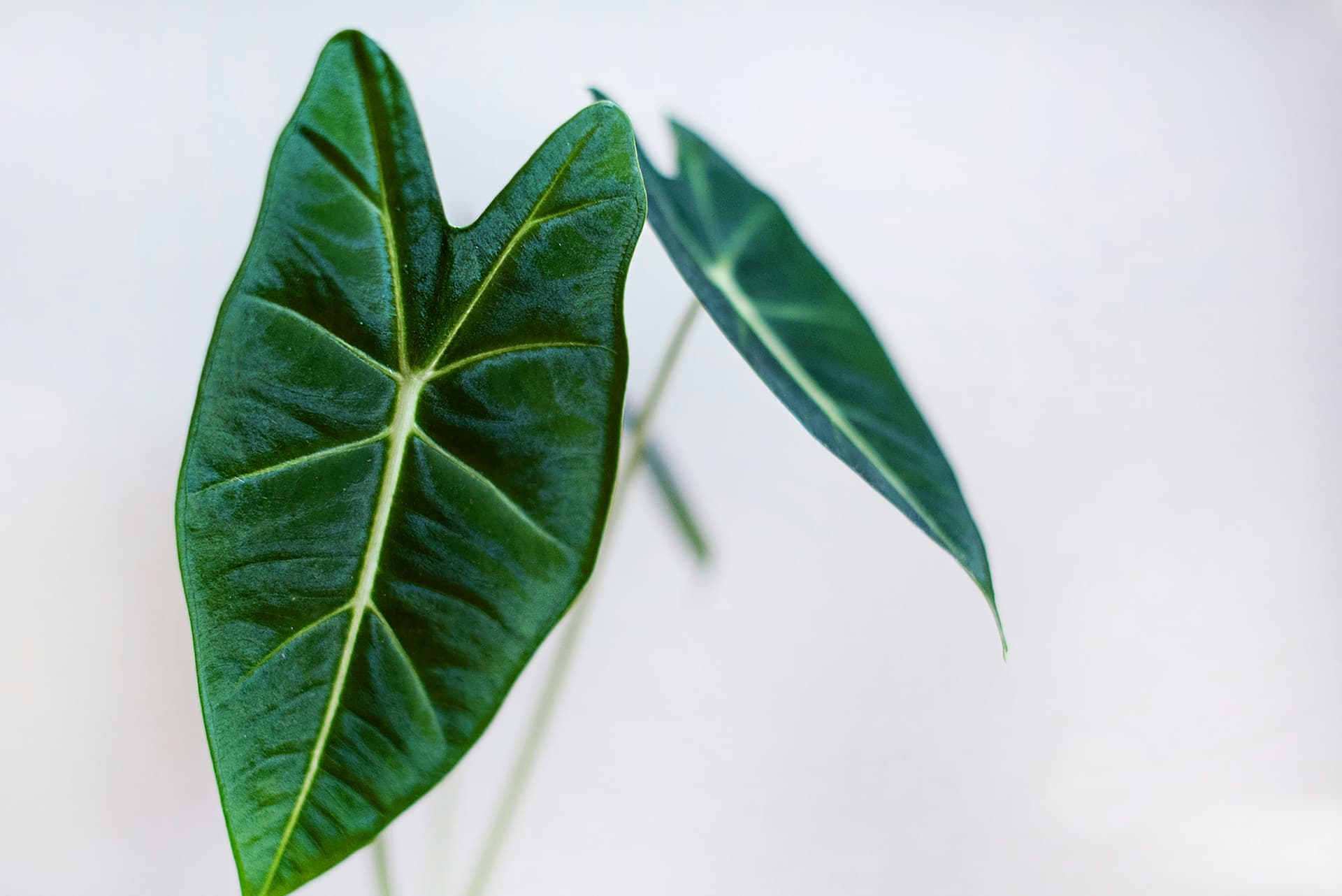 Alocasia princeps