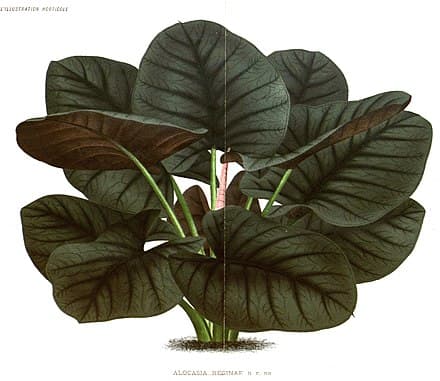 Alocasia reginae